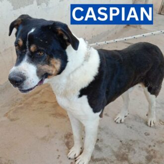 CASPIAN