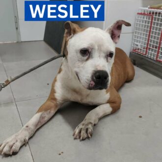 WESLEY