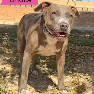 CHULA