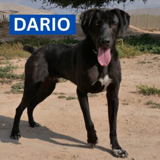 DARIO