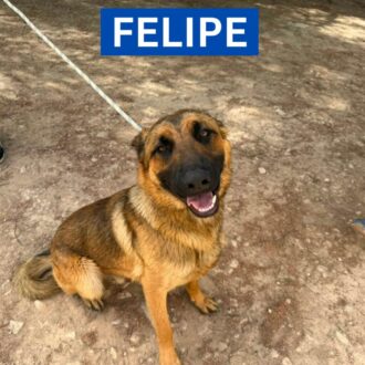 FELIPE