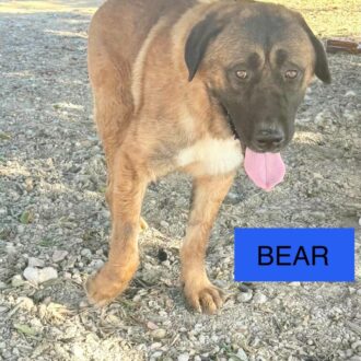BEAR
