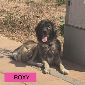ROXY